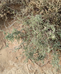 Salsola schweinfurthii