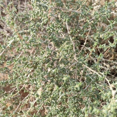 Salsola schweinfurthii