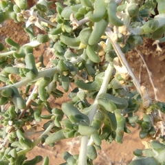 Salsola schweinfurthii