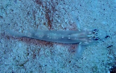 Coryphopterus