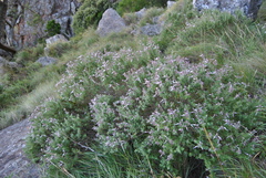 Syncolostemon parvifolius