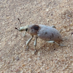 Pycnodactylopsis tomentosa