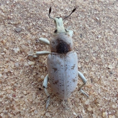 Pycnodactylopsis tomentosa