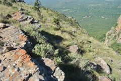 Syncolostemon parvifolius