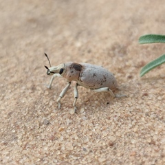 Pycnodactylopsis tomentosa