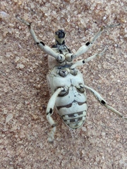 Pycnodactylopsis tomentosa