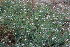 Heliotropium curassavicum