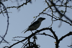 Lybius leucocephalus