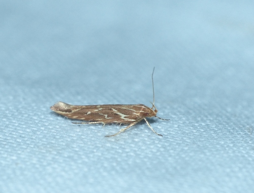 Pyroderces argyrogrammos