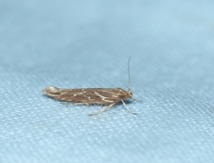 Pyroderces argyrogrammos