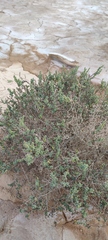 Tetraena alba