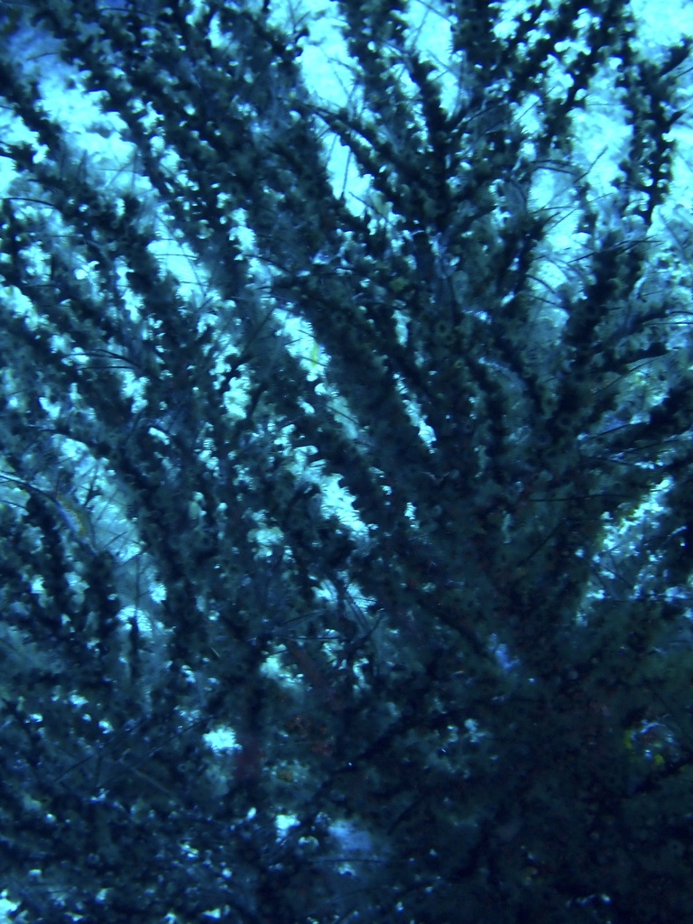Hydrozoanthus antumbrosus