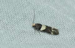 Recurvaria leucatella