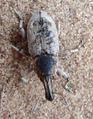 Ammocleonus hieroglyphicus