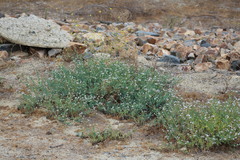 Heliotropium curassavicum