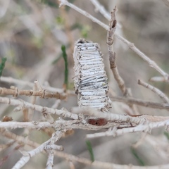 Amicta quadrangularis