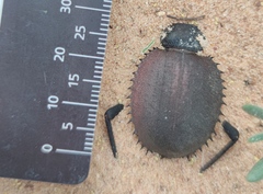 Prionotheca coronata