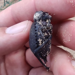 Prionotheca coronata