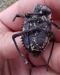 Prionotheca coronata