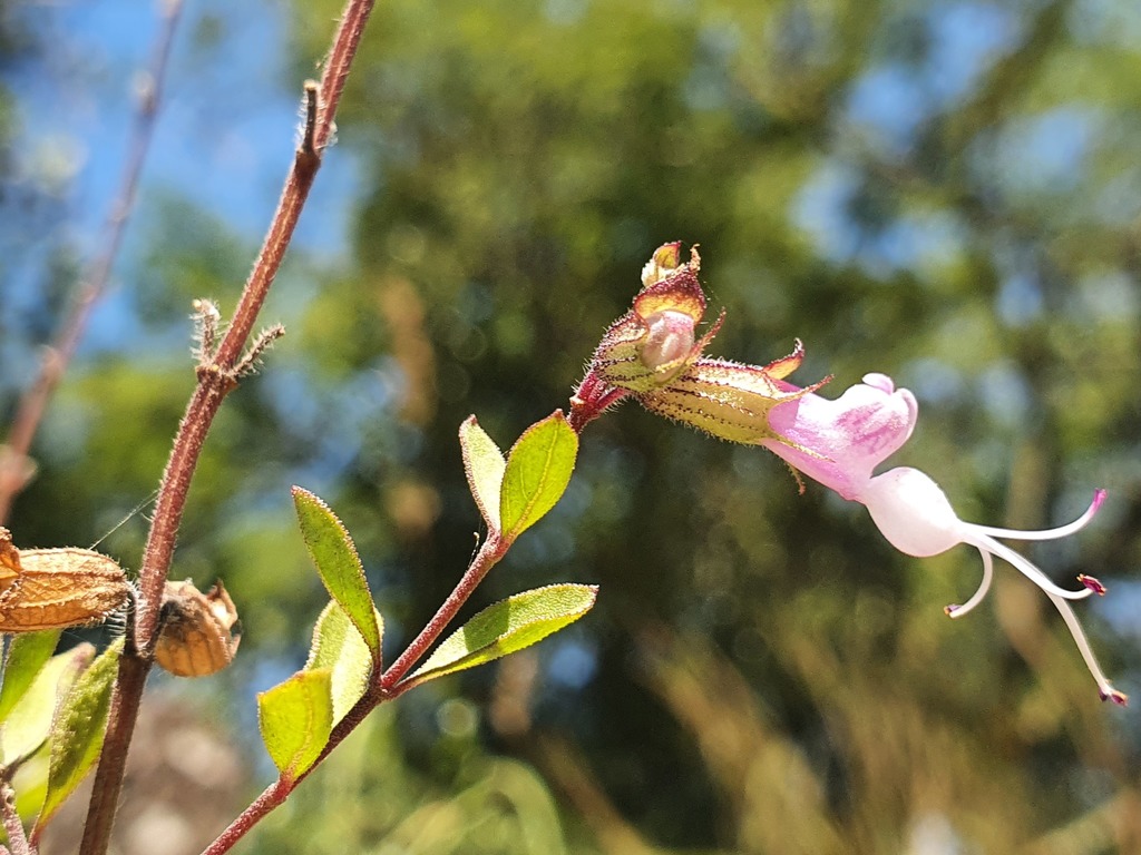 Syncolostemon punctatus