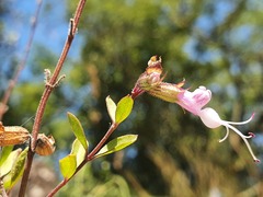Syncolostemon punctatus
