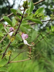 Syncolostemon punctatus