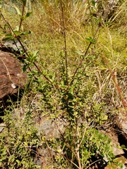 Syncolostemon punctatus
