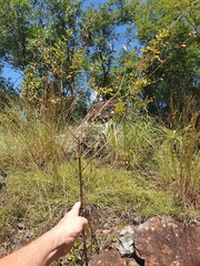 Syncolostemon punctatus