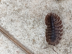 Porcellio dilatatus