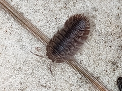 Porcellio dilatatus