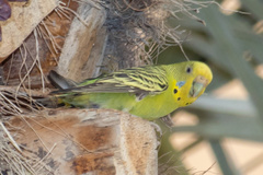 Melopsittacus undulatus domesticus