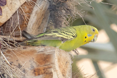 Melopsittacus undulatus domesticus