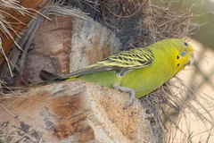 Melopsittacus undulatus domesticus