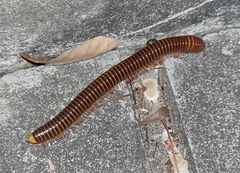 Thyropygus allevatus