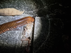 Thyropygus allevatus