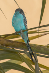 Melopsittacus undulatus domesticus