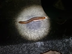 Thyropygus allevatus