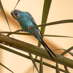 Melopsittacus undulatus domesticus