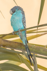 Melopsittacus undulatus domesticus