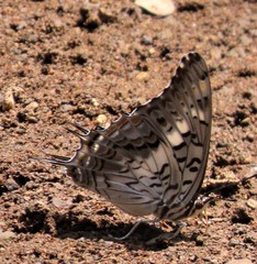 Charaxes achaemenes