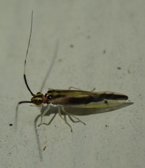 Aphyopsocus prolixus