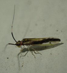 Aphyopsocus prolixus