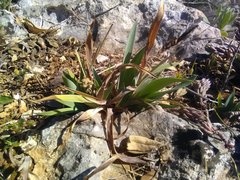 Iris lutescens chamaeiris