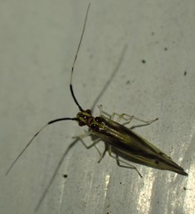 Aphyopsocus prolixus