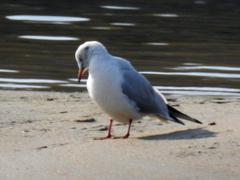 Chroicocephalus ridibundus
