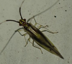 Aphyopsocus prolixus
