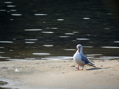 Chroicocephalus ridibundus