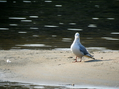 Chroicocephalus ridibundus
