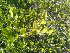 Phillyrea latifolia media