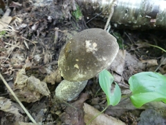 Leccinum snellii